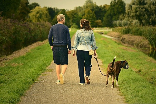 Puis-je emmener mon chien en camping ?