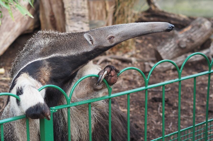 Top 4 des meilleurs parcs animaliers au Portugal